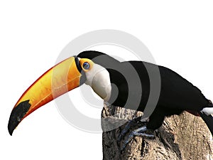 Toucan