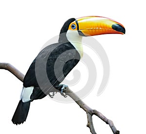 Toucan