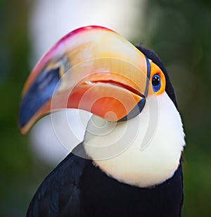 Toucan