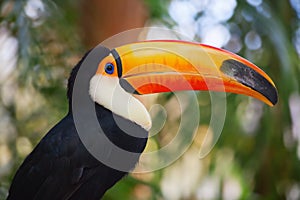 Toucan