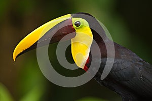 Toucan