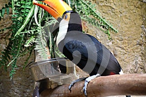 Toucan