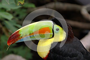 Toucan