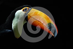 Toucan