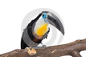 Toucan