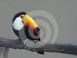 Toucan