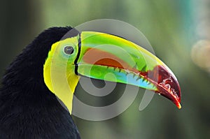 Toucan