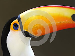 Toucan