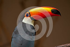 Toucan