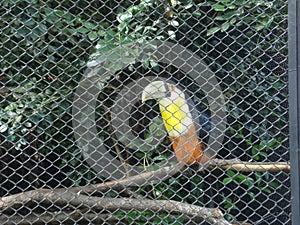 Toucan