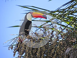 Toucan