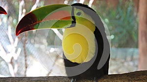 Toucan