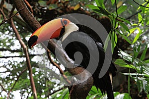 Toucan in the Amazon Jungle