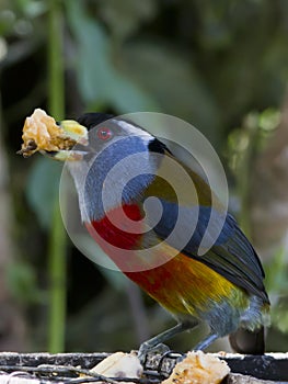 Toucan Barbet