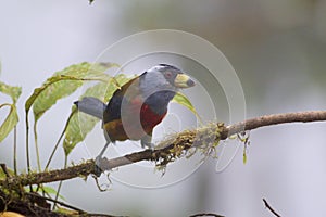 Toucan Barbet  844254