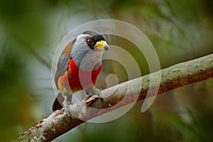 Toucan Barbet, Semnornis ramphastinus, Bellavista, Ecuador, exotic grey and red bird, Wildlife scene from nature. Birdwatching in