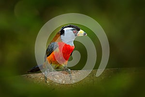 Toucan Barbet, Semnornis ramphastinus, Bellavista, Mindo in Ecuador, exotic grey and red bird. Wildlife scene from nature.