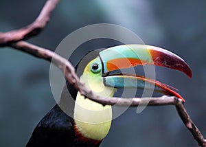 Toucan With Beak Open