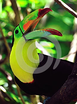 Toucan with beak open