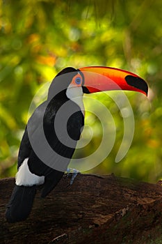 Toucan, beautiful bird from Brazil. Toco Toucan, big bird with orange bill, in the nature habitat, Pantanal, Brazil. Orange beak t