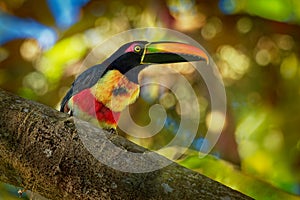 Is a toucan, a beautiful and colorful near-passerine bird with big beak