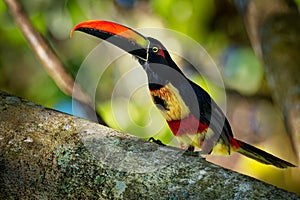 Is a toucan, a beautiful and colorful near-passerine bird with big beak