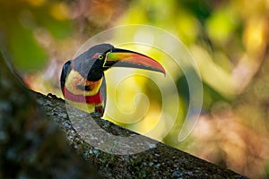 Is a toucan, a beautiful and colorful near-passerine bird with big beak