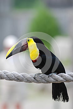 Toucan bird