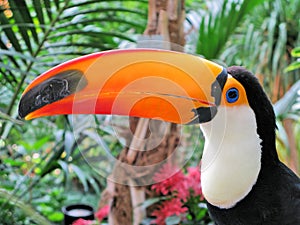 Toucan bird