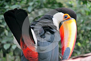 Toucan bird