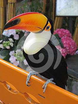 Toucan bird