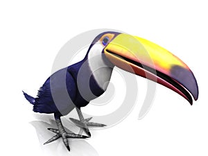 Toucan bird