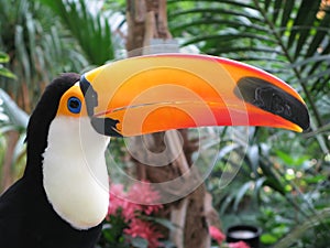 Toucan bird