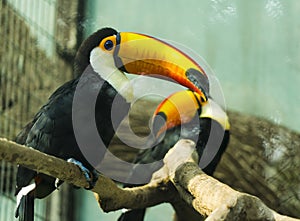 Toucan bird