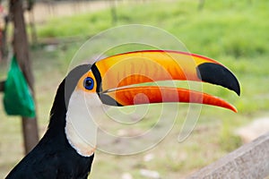 Toucan bird in boca de valeria, brazil. Toco toucan on nature. beautiful toucan bird with orange beak. toucan in photo