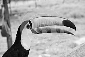 Toucan bird in boca de valeria, brazil. Toco toucan on nature. beautiful toucan bird with orange beak. toucan in photo