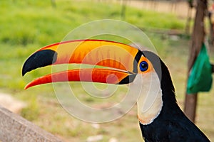 Toucan bird in boca de valeria, brazil. Toco toucan on nature. beautiful toucan bird with orange beak. toucan in photo