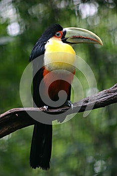 Toucan Bird on a branch, Brazil