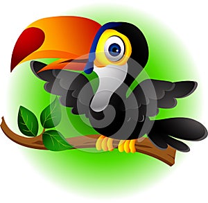 Toucan bird cartoon presenting