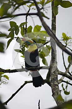 Tucán pájaro en Colombiana la jungla 