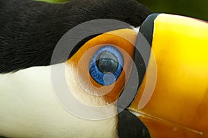 South american toco toucan close up