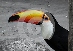 Toucan bird, the common name given to numerous species of tropical American forest birds