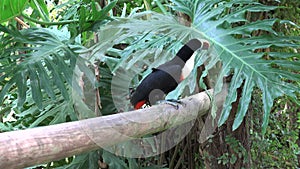 Toucan bird on the forest