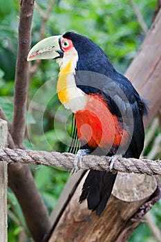 Toucan Bird in Gramado Brazil