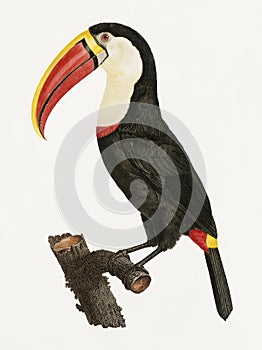 Toucan bird