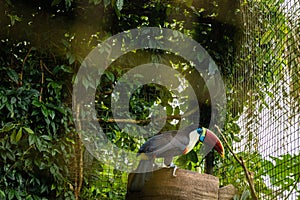 Toucan bird inside zoo enclosure endangered tropical bird colorful beak
