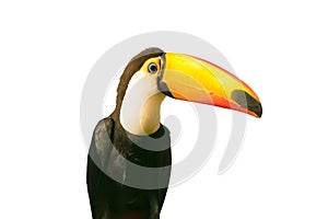 Toucan bird isolated on white.