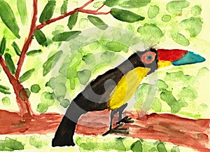 Toucan bird like kid`s hand drawn watercolor art.