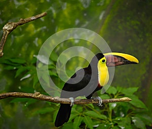 Toucan bird on limb photo