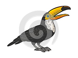 Toucan bird line art color sketch vector
